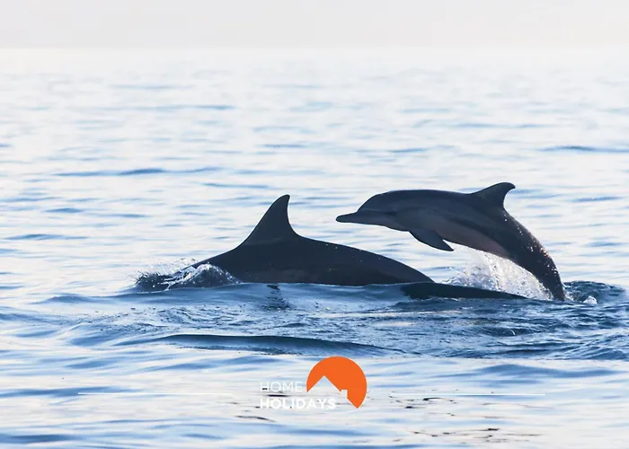 #185 V3 Laranjeiras By Holidays * אלבופיירה